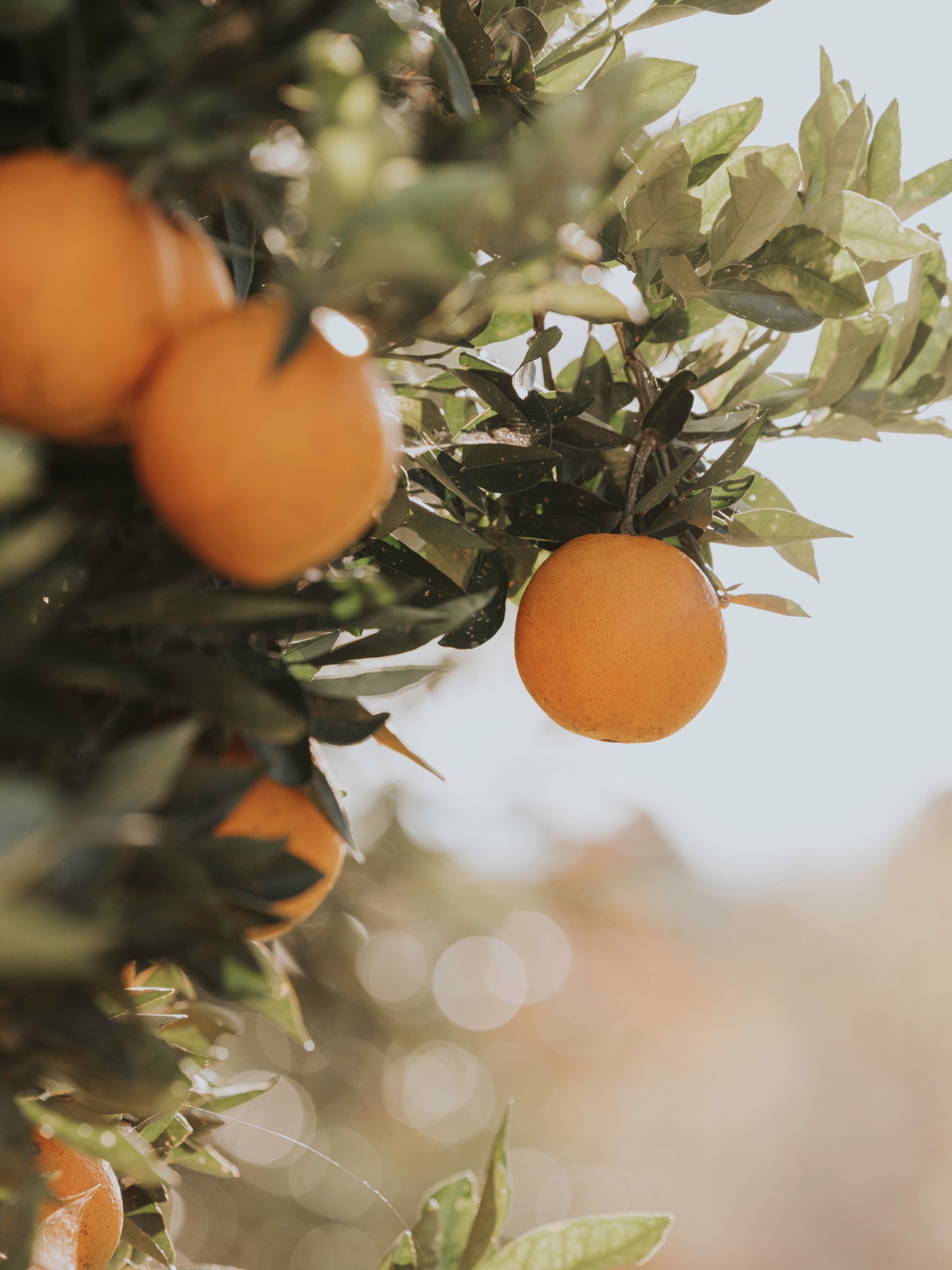 Valencia Byron Bay Gift Card